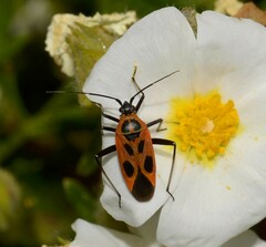 Calocoris nemoralis