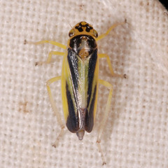 Evacanthus interruptus