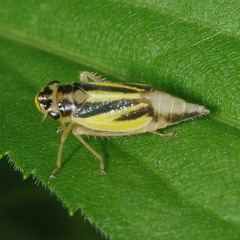 Evacanthus interruptus