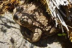Rhinella spinulosa