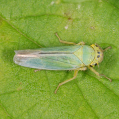 Cicadella viridis