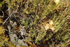 Rhinella spinulosa
