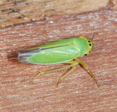 Cicadella viridis