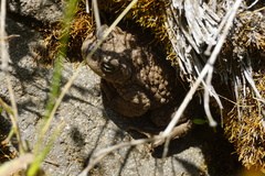 Rhinella spinulosa