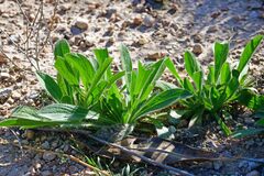 Plantago lagopus
