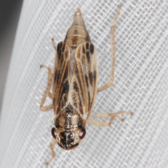 Evacanthus acuminatus