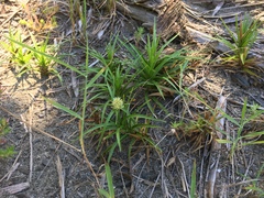 Cyperus pedunculatus