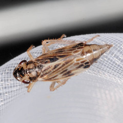 Evacanthus acuminatus