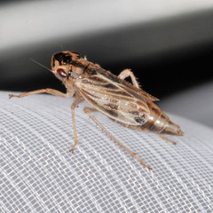 Evacanthus acuminatus