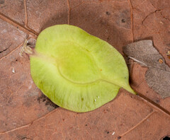 Pterocarpus macrocarpus