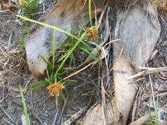 Cyperus pedunculatus