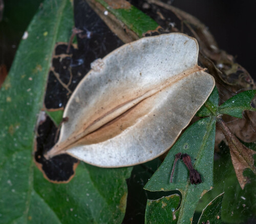 Cardiopteris quinqueloba (Cardiopteris quinqueloba)