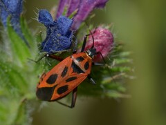 Calocoris nemoralis