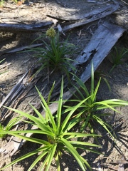 Cyperus pedunculatus