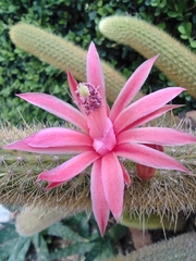 Cleistocactus