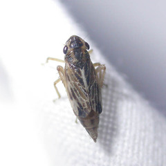 Evacanthus acuminatus