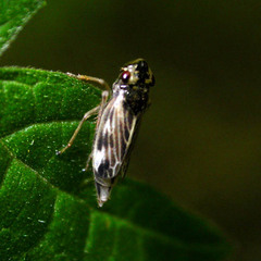 Evacanthus acuminatus