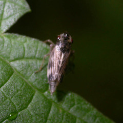 Evacanthus acuminatus