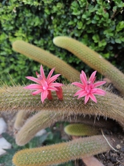 Cleistocactus