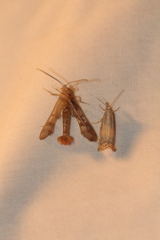 Synanthedon acerni