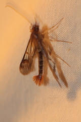 Synanthedon acerni