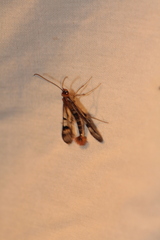 Synanthedon acerni