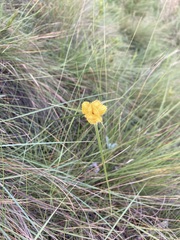 Cyperus sphaerocephalus