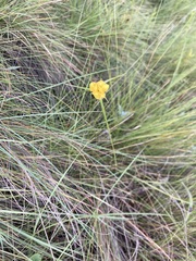 Cyperus sphaerocephalus