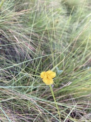 Cyperus sphaerocephalus