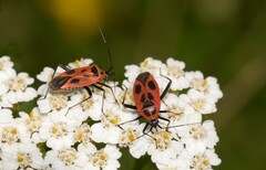 Calocoris nemoralis