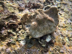 Aethra scruposa