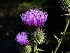 Cirsium ciliatum