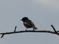 Melaniparus albiventris