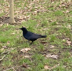 Corvus corone