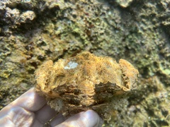 Aethra scruposa