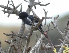 Melaniparus albiventris