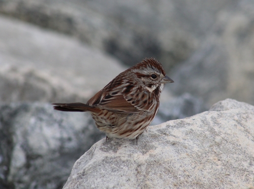 Song Sparrow photographed in Rhode Island