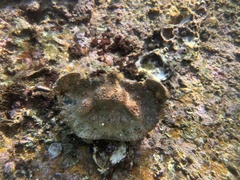 Aethra scruposa