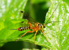 Echthromorpha agrestoria