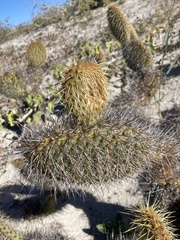 Opuntia pycnantha