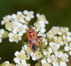 Calocoris nemoralis