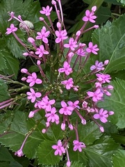 Centranthus ruber