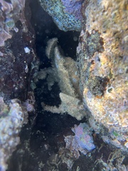 Aethra scruposa