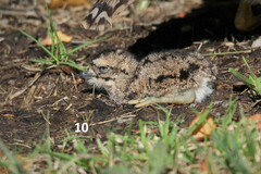 Burhinus capensis capensis