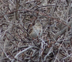 Passerculus sandwichensis princeps