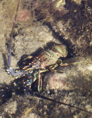 Panulirus inflatus