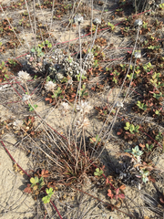 Armeria maritima californica