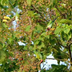 Psittacula longicauda