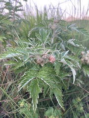 Rubus ludwigii