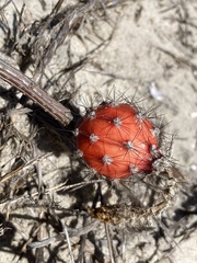 Peniocereus striatus